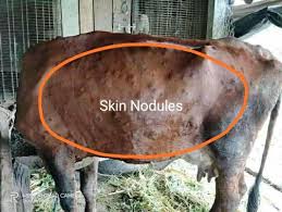 牛块状病数据集