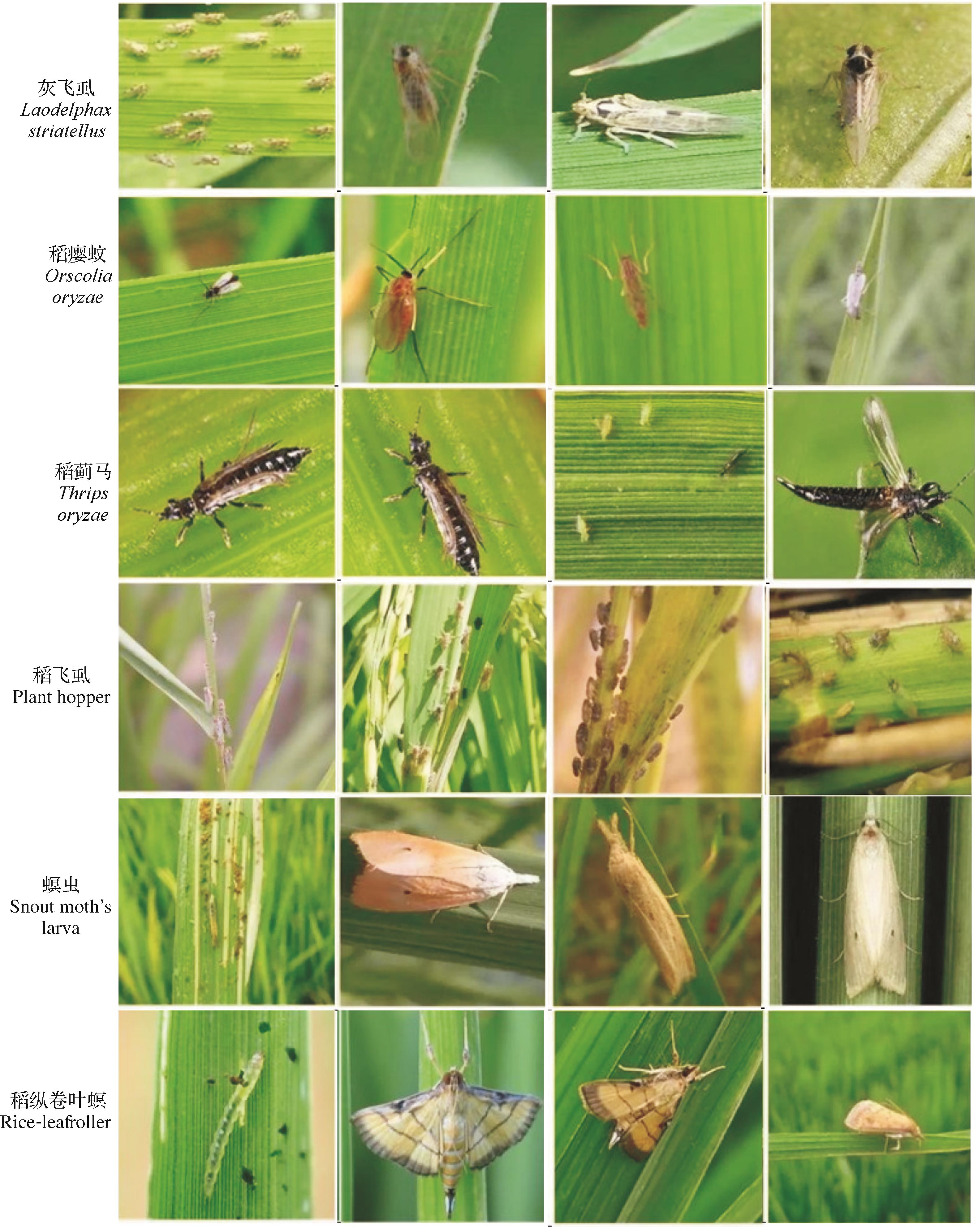 农业害虫图像数据集