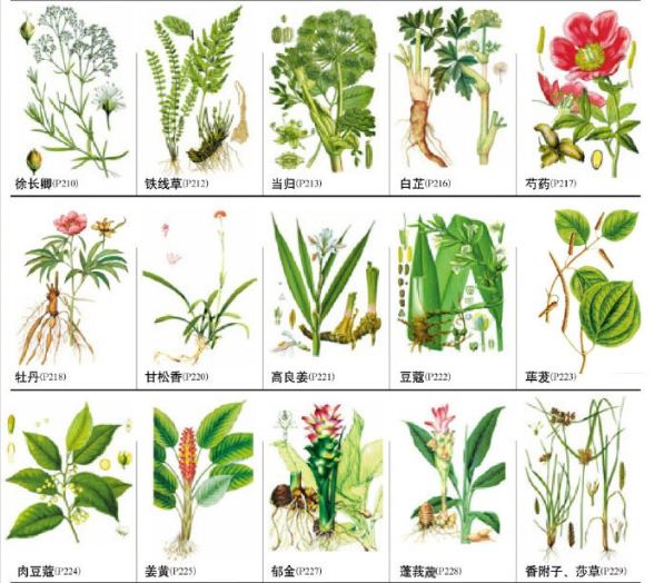 中国药用植物名录