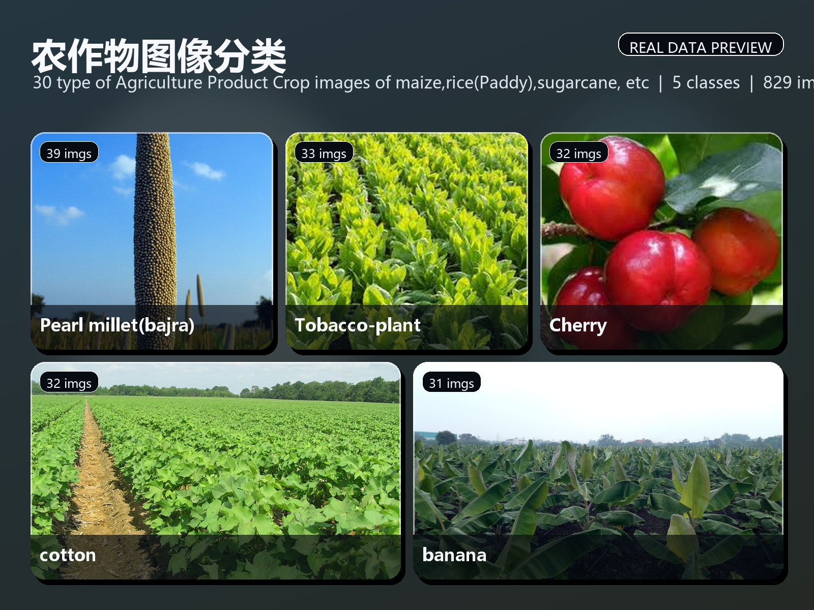 农作物图像分类